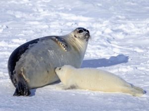 Проволочные скульптуры Дариуса Хулеа 
