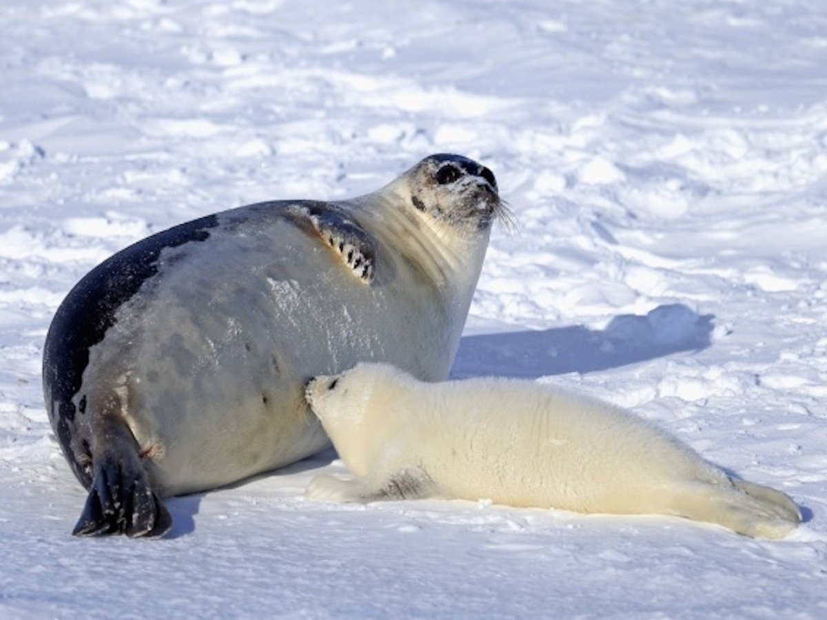 Беременные животные, попавшие в объектив камеры