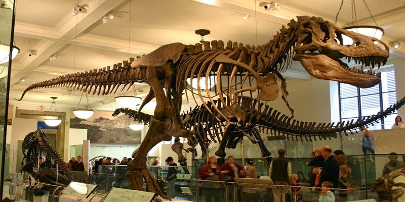 Малоизвестные факты о динозаврах