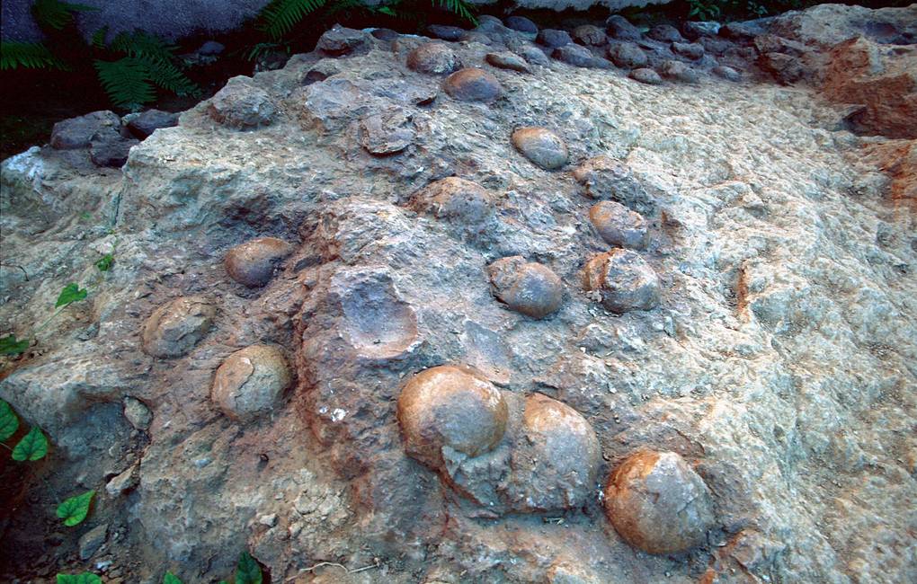 Малоизвестные факты о динозаврах