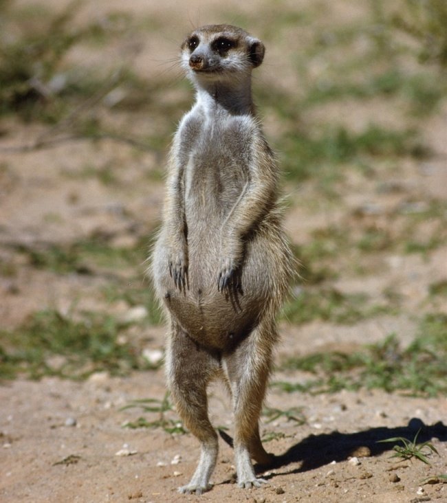 Беременные животные, попавшие в объектив камеры