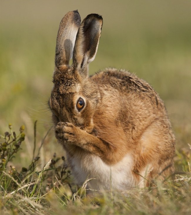 Беременные животные, попавшие в объектив камеры