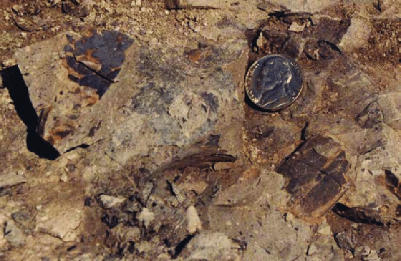 Малоизвестные факты о динозаврах