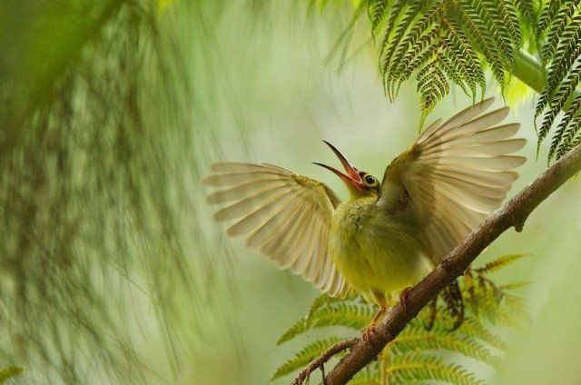 Международный конкурс Smithsonian Photo Contest