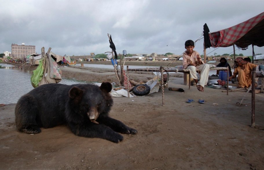 10 самых необычных домашних животных
