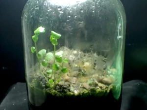 Блогер показал, что произошло в запертой бутылке, куда 12 лет назад он поместил несколько жуков