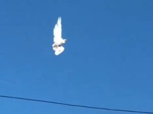 Голубь завис в небе в городе Тулуа в Колумбии