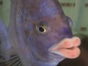 В Сеть выложили снимки рыбы с человеческими зубами и ртом