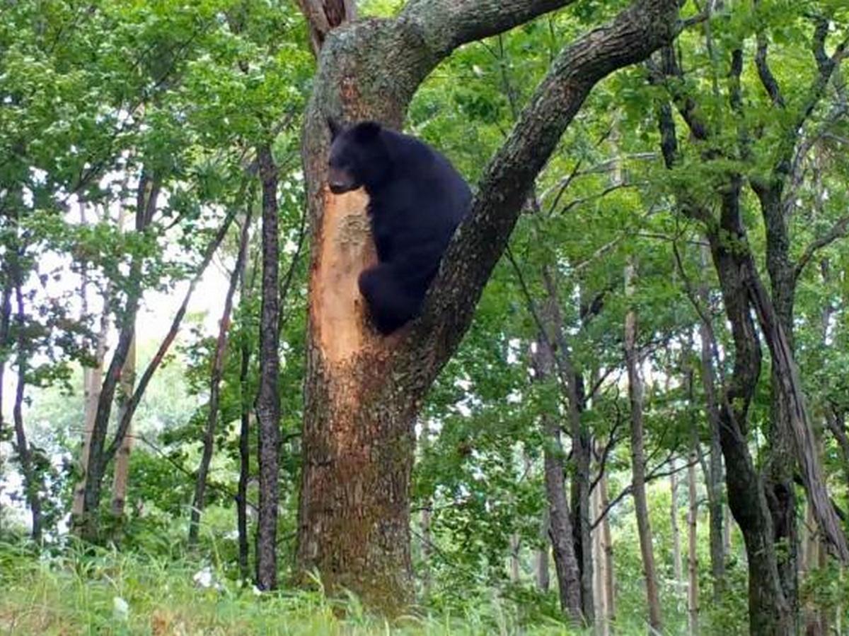 Медведь, крадущий мед из улья