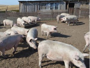 В России снова зафиксирована вспышка свиной чумы