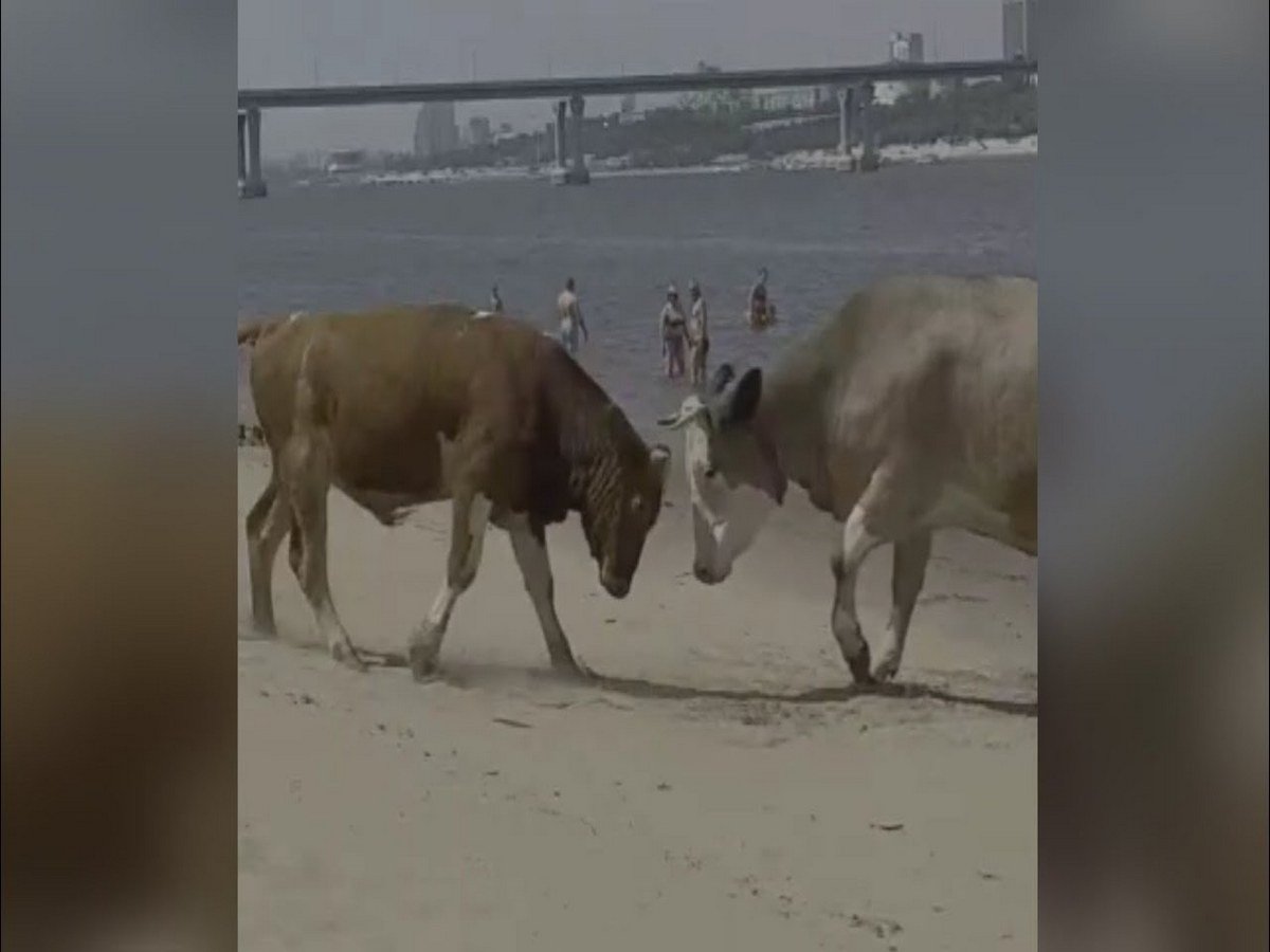 Бой быков на пляже