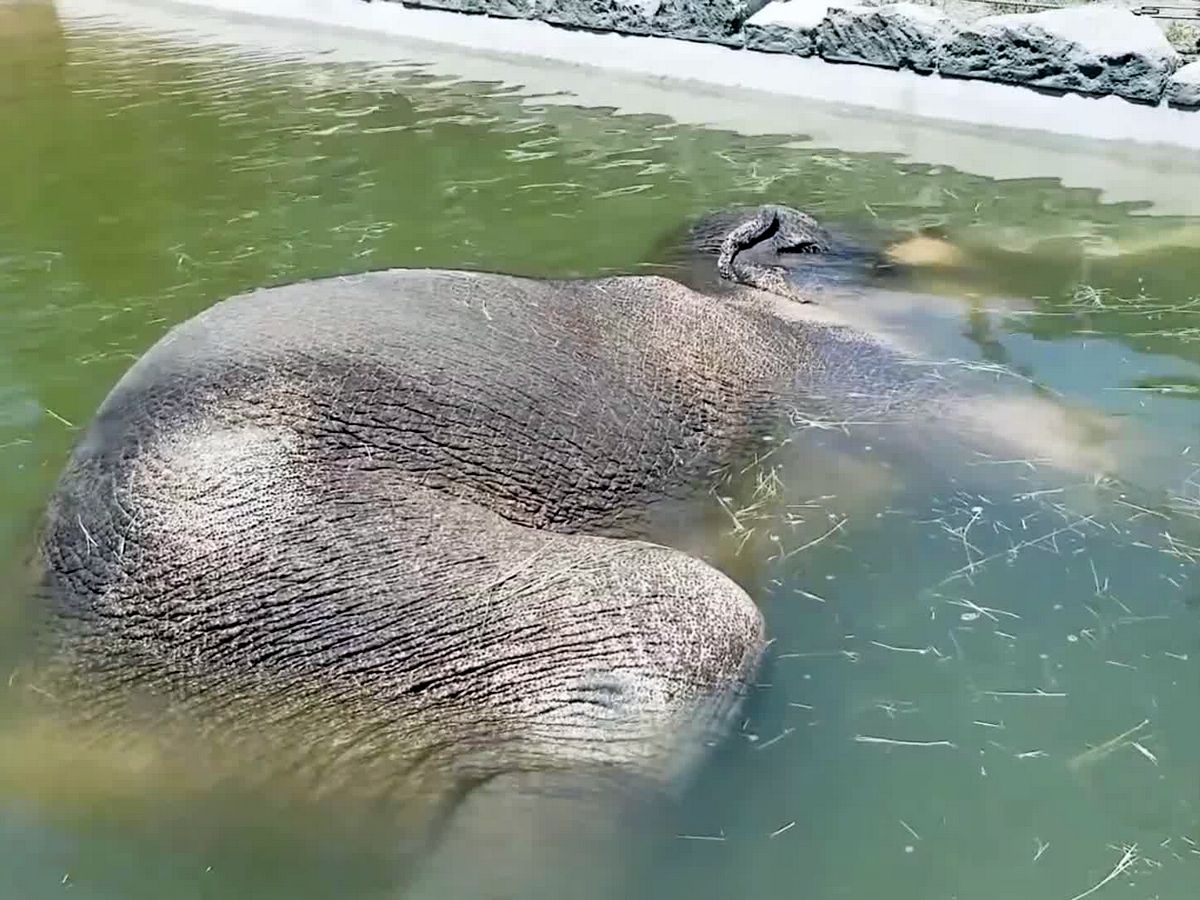Слон спит под водой
