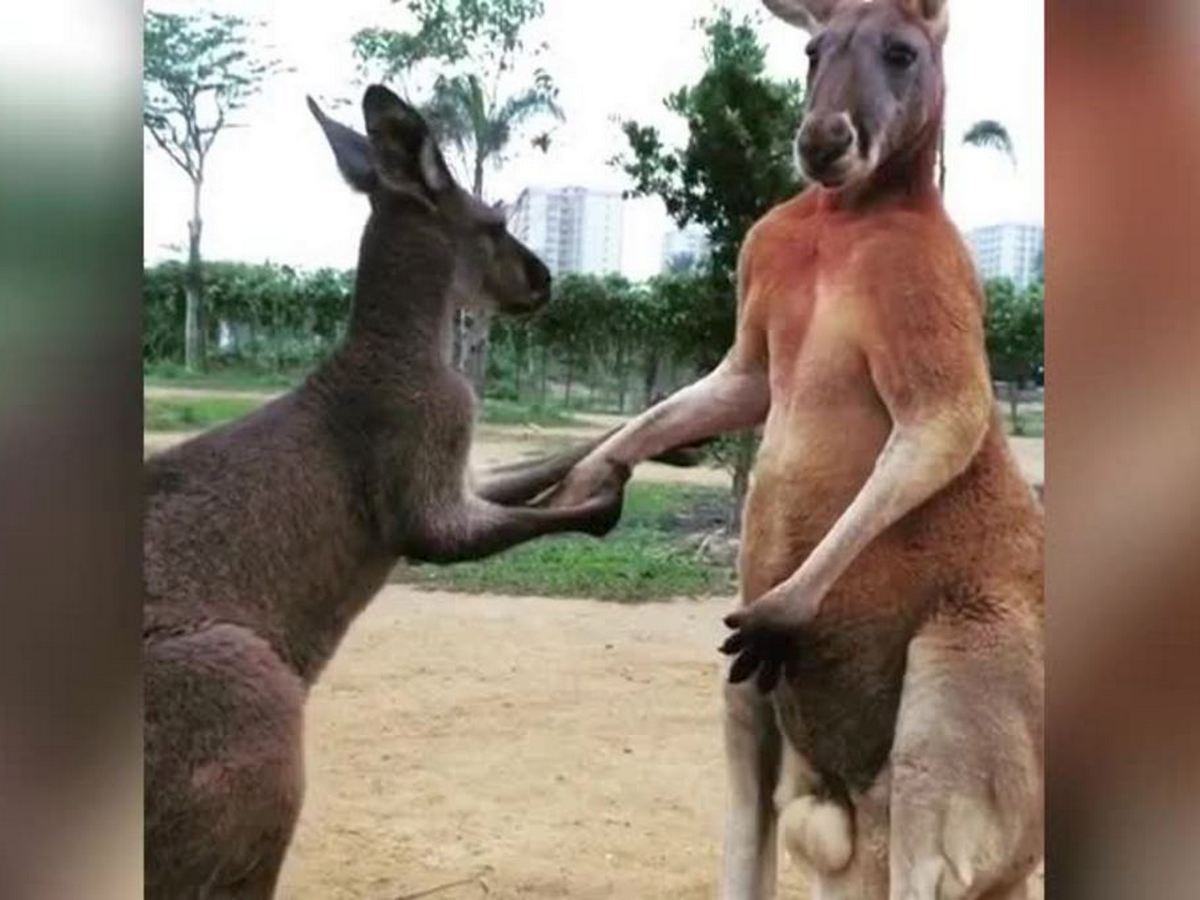 Два кенгуру