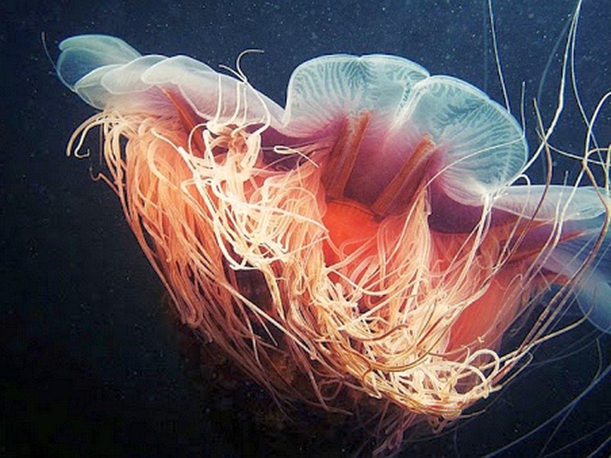 Самую крупную ядовитую медузу в мире выбросило на пляж