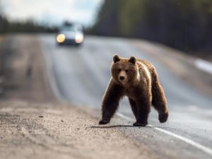 Медведь на дороге