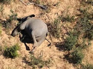 В Ботсване загадочно погибли более 350 слонов