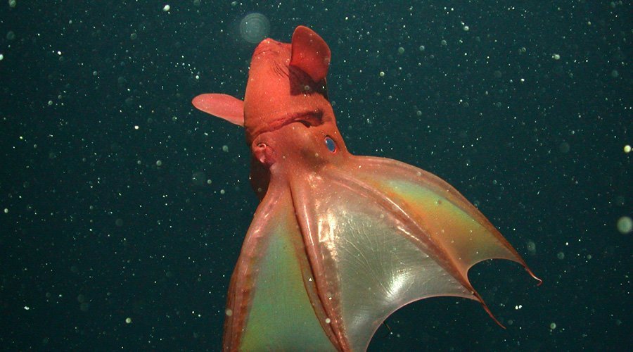 Животные, которые своим видом «противоречат эволюции»