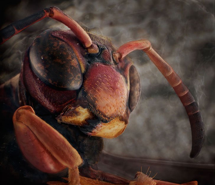 Необычные портреты насекомых