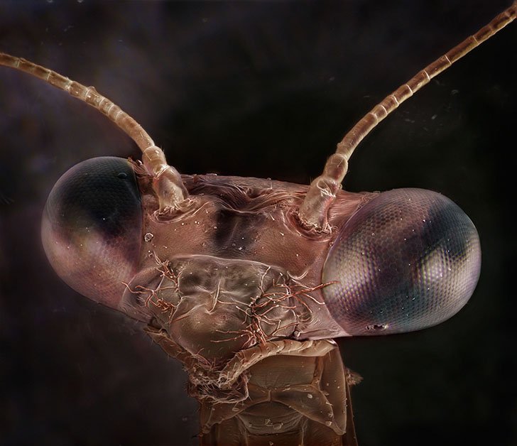 Необычные портреты насекомых