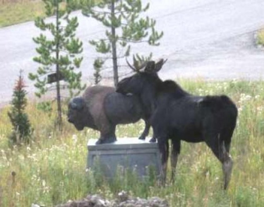 Приземление на Красной площади и другие хулиганства, вошедшие в историю