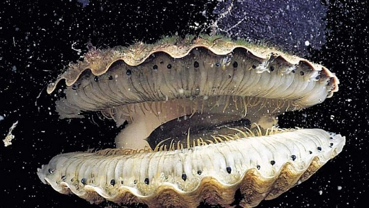 Самые известные долгожители среди живых организмов