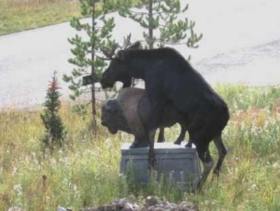 Приземление на Красной площади и другие хулиганства, вошедшие в историю