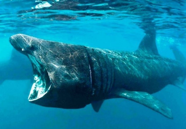 Самые известные долгожители среди живых организмов