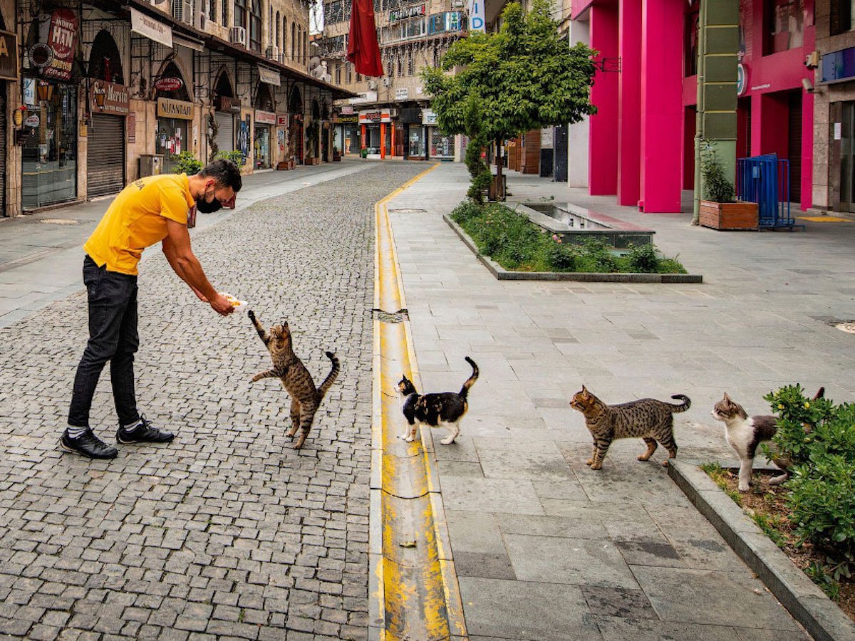 Победители конкурса фотографии Comedy Pet Photo Awards 2020