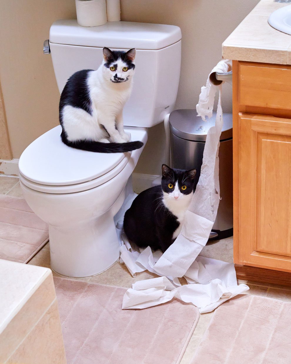 Победители конкурса фотографии Comedy Pet Photo Awards 2020