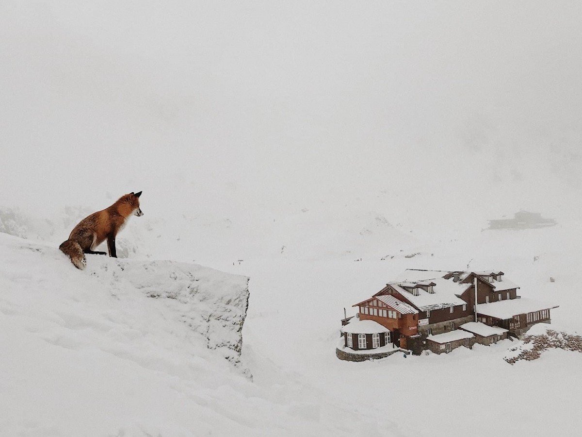 «Оскар» мобильной фотографии iPhone Photography Awards 2020