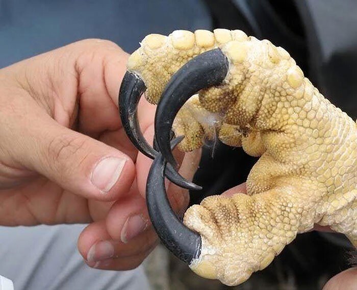 Животные и их реальные размеры