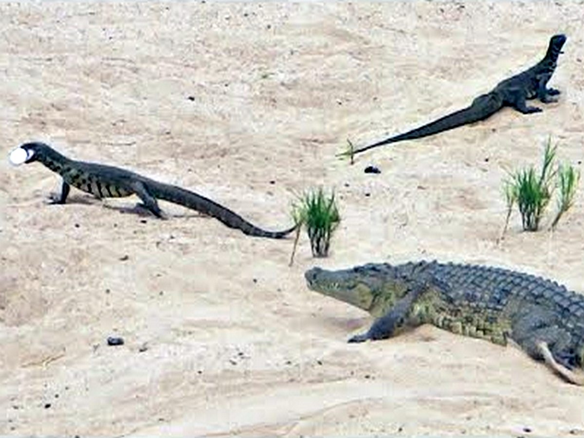 Самка крокодила не смогла спасти яйца от варанов