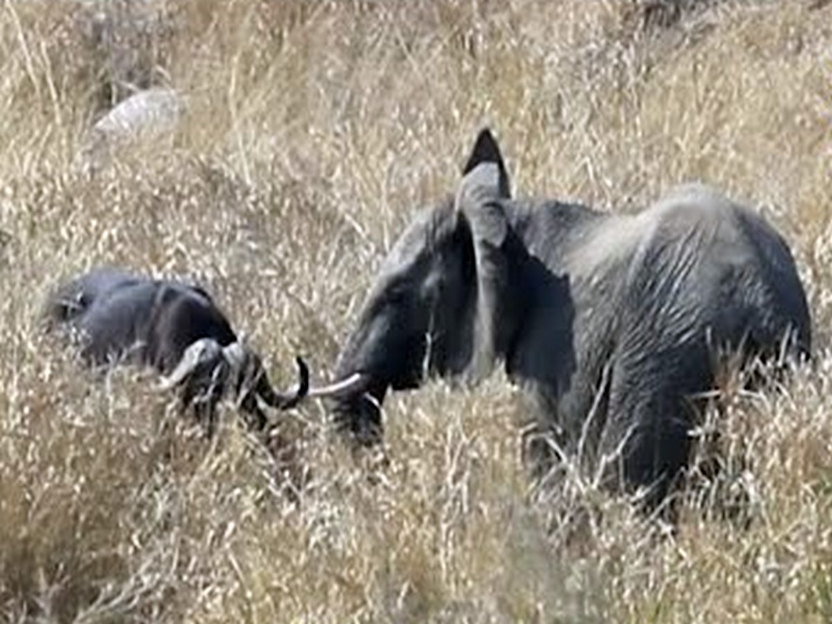 Схватку слонов с буйволом сняли на видео