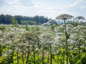 Борщевик стал причиной смерти пожилого мужчины