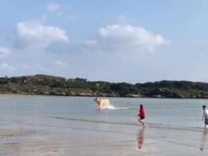 Корова выплыла из моря на пляж и удивила отдыхающих