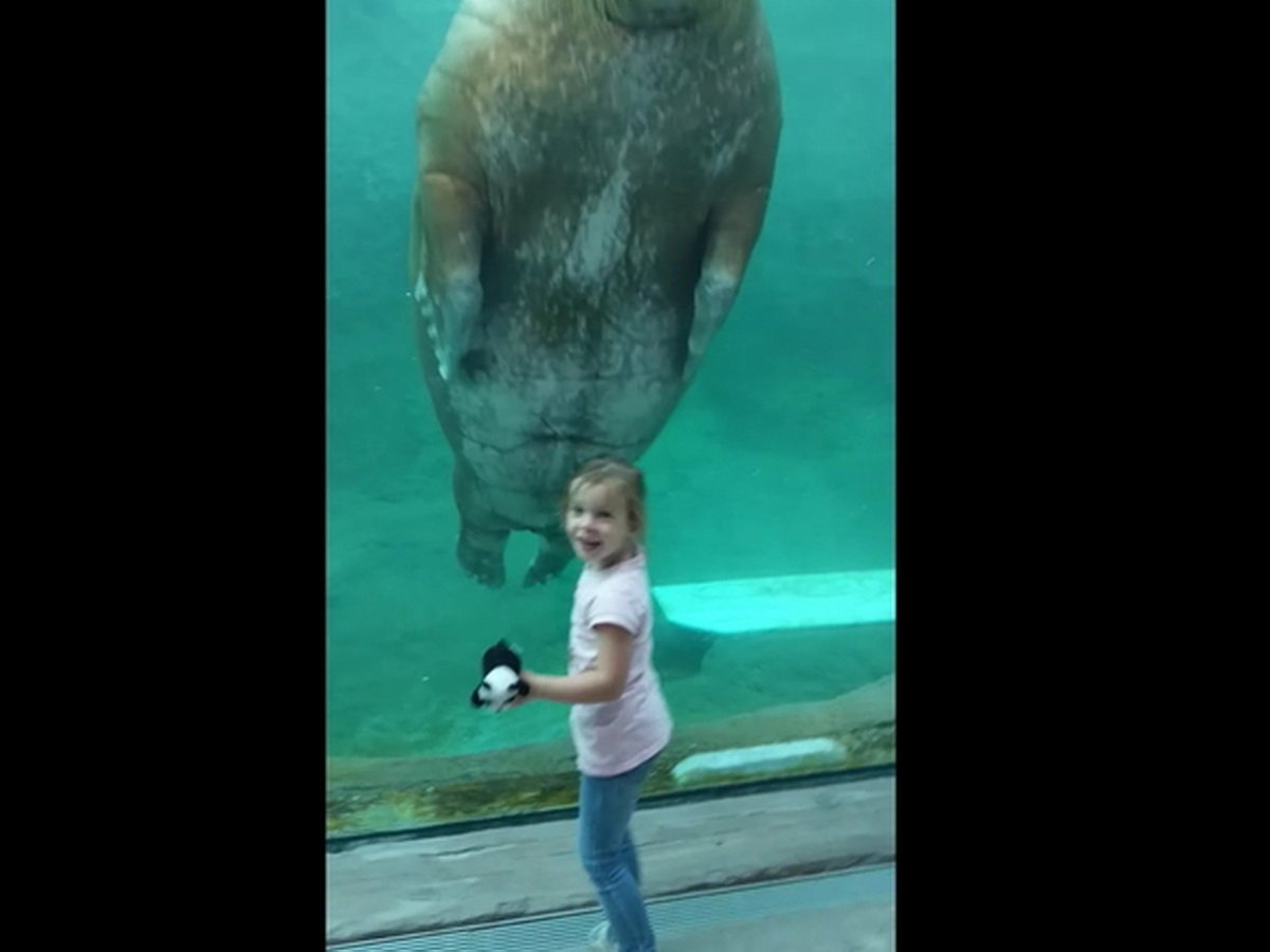 Огромный морж привел в восторг маленькую девочку
