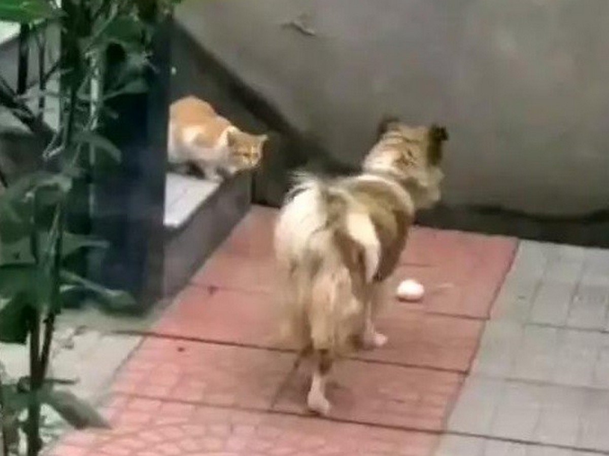 Собака накормила голодную кошку