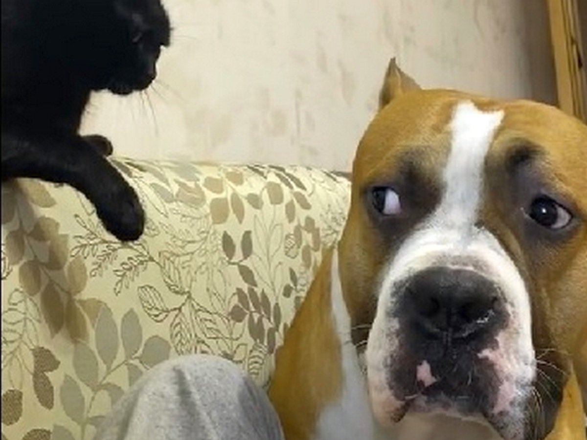 Кот показал псу, кто в доме хозяин