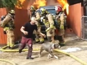 Спасение собаки на пожаре