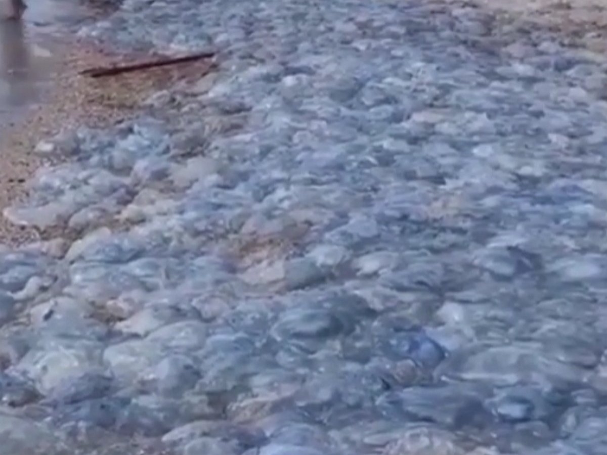 Азовское море заполонили медузы, превратив побережье в кисельные берега