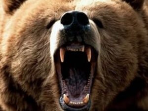 Медведь загрыз ребенка в вольере