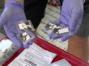 Жителей разных стран напугали семена в посылках