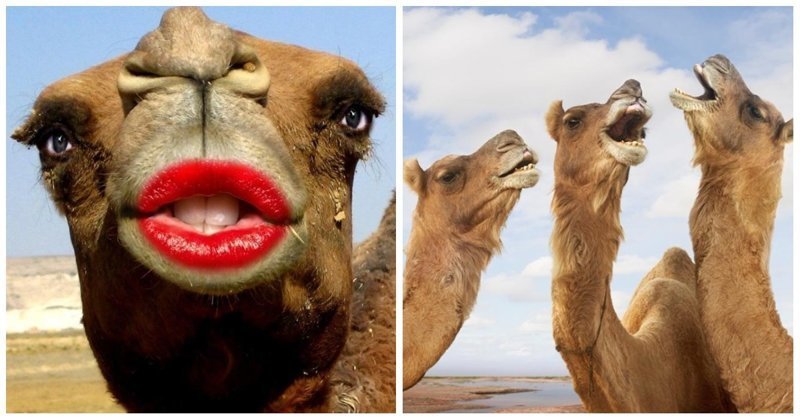 Конкурс красоты для верблюдов