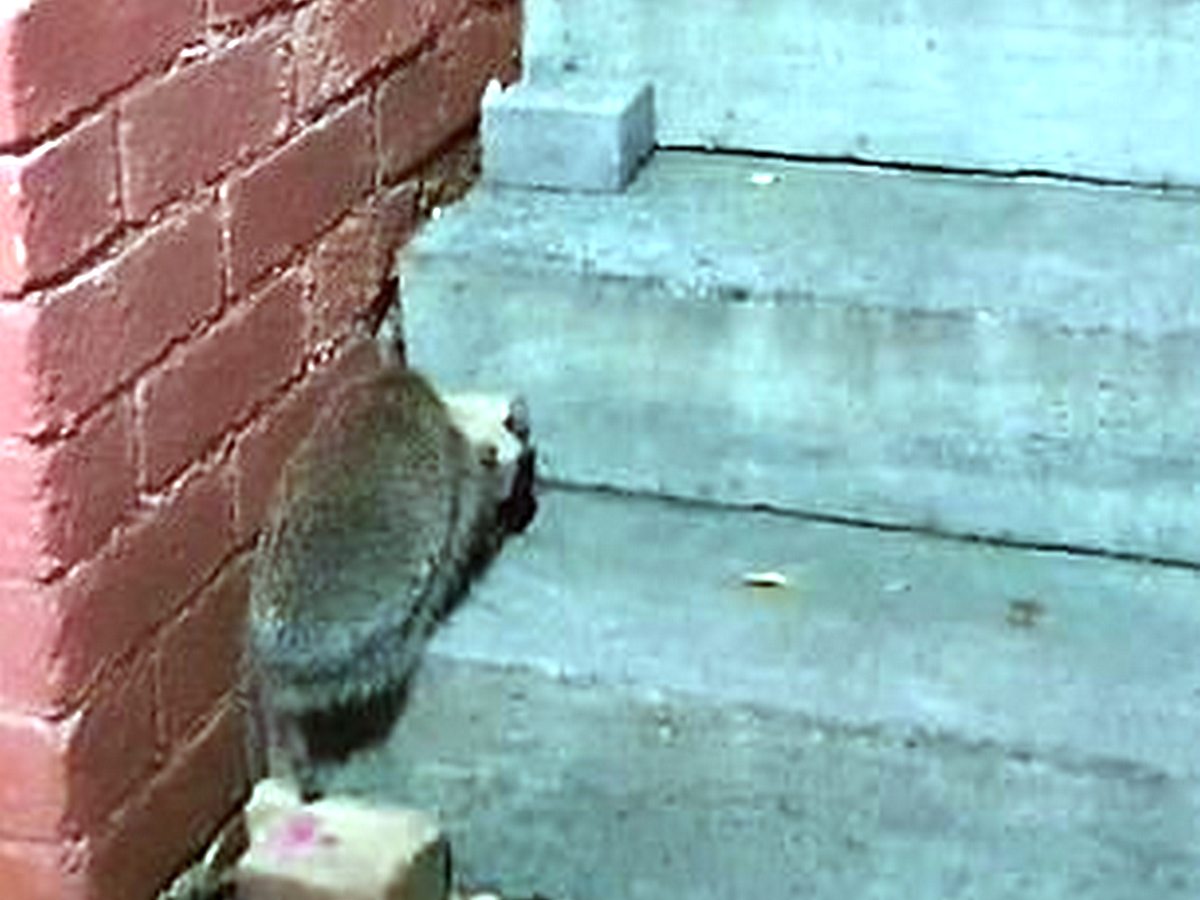 Еж на лестнице