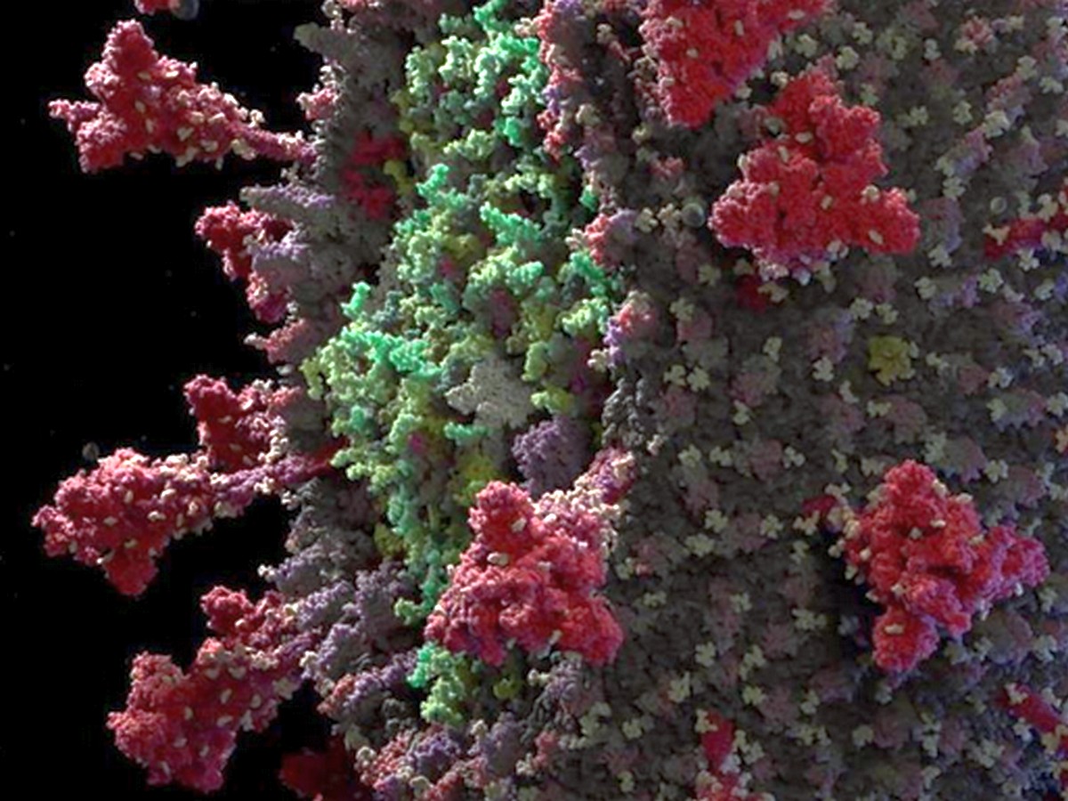 Ученые показали на видео, как действует коронавирус