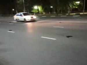 Массовая гибель ворон в Саратовской области