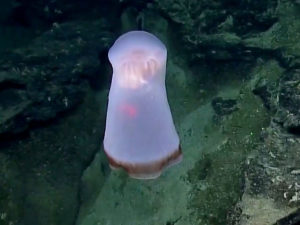 Редкую медузу сняли на видео в Тихом океане