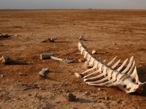 шестое массовое вымирание