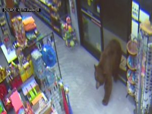 Медведь ворвался в магазин, чтобы полакомиться крекерами