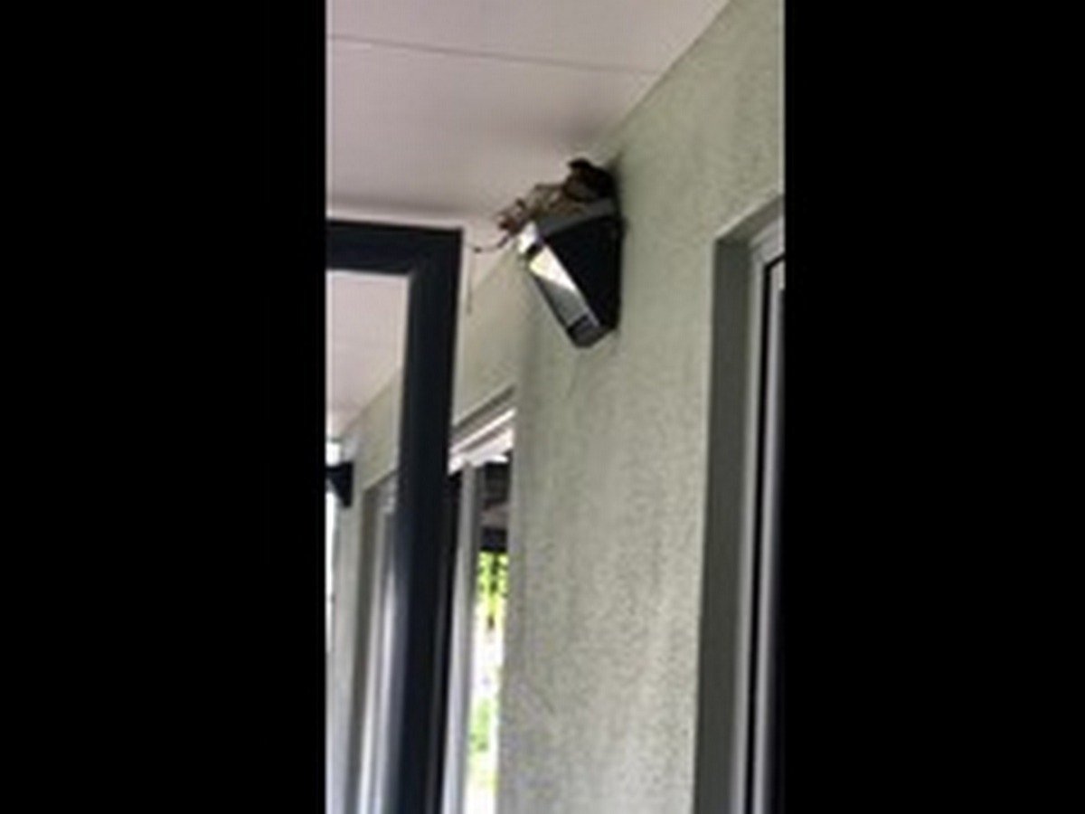 Женщина построила дрозду гнездо над дверью